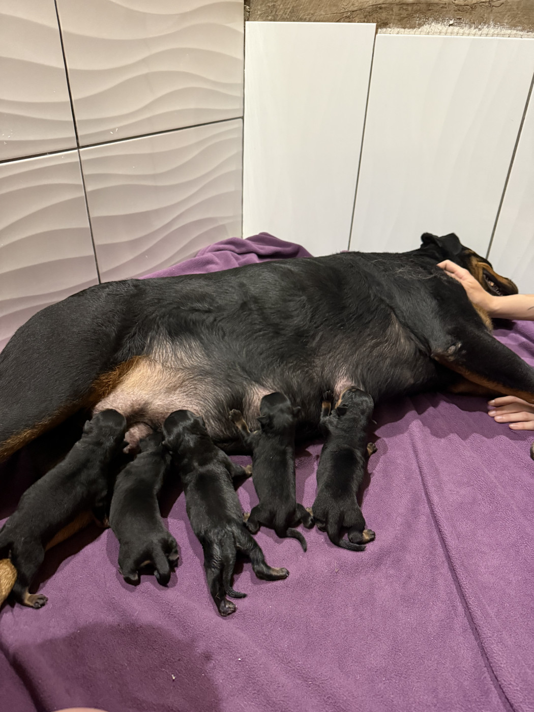 Chiot Rottweiler Du Domaine De Saint Vallier