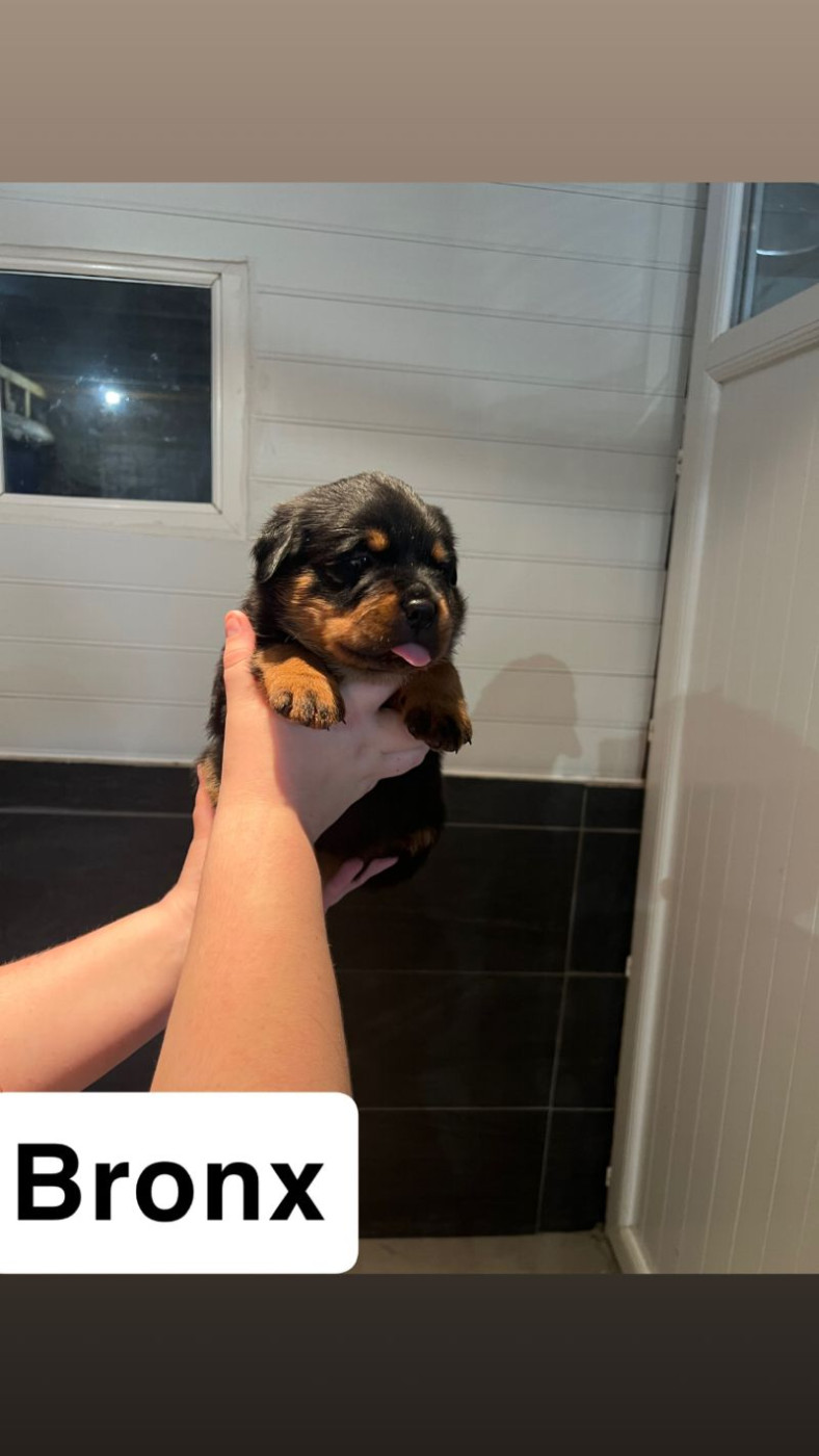 Du Domaine De Saint Vallier - Chiots disponibles - Rottweiler