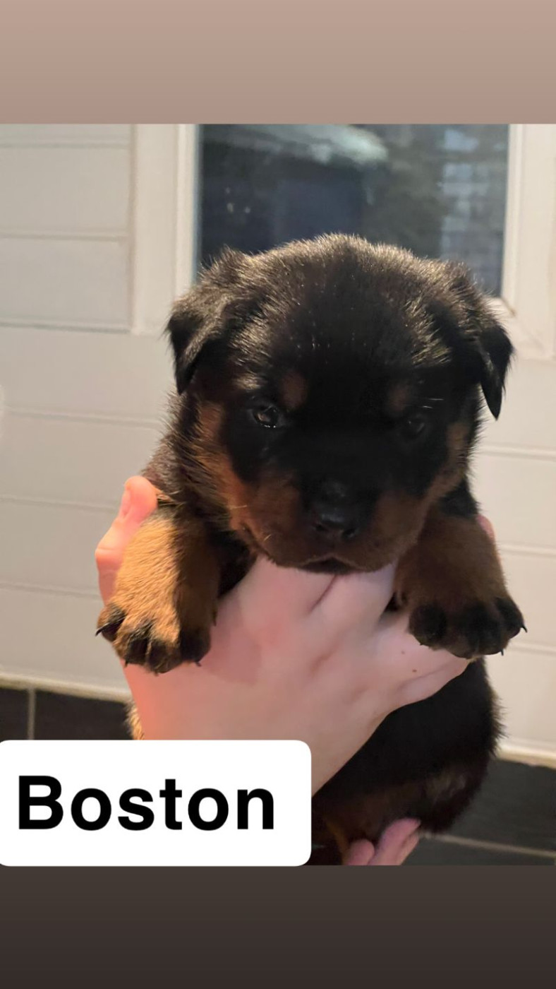 Du Domaine De Saint Vallier - Chiots disponibles - Rottweiler