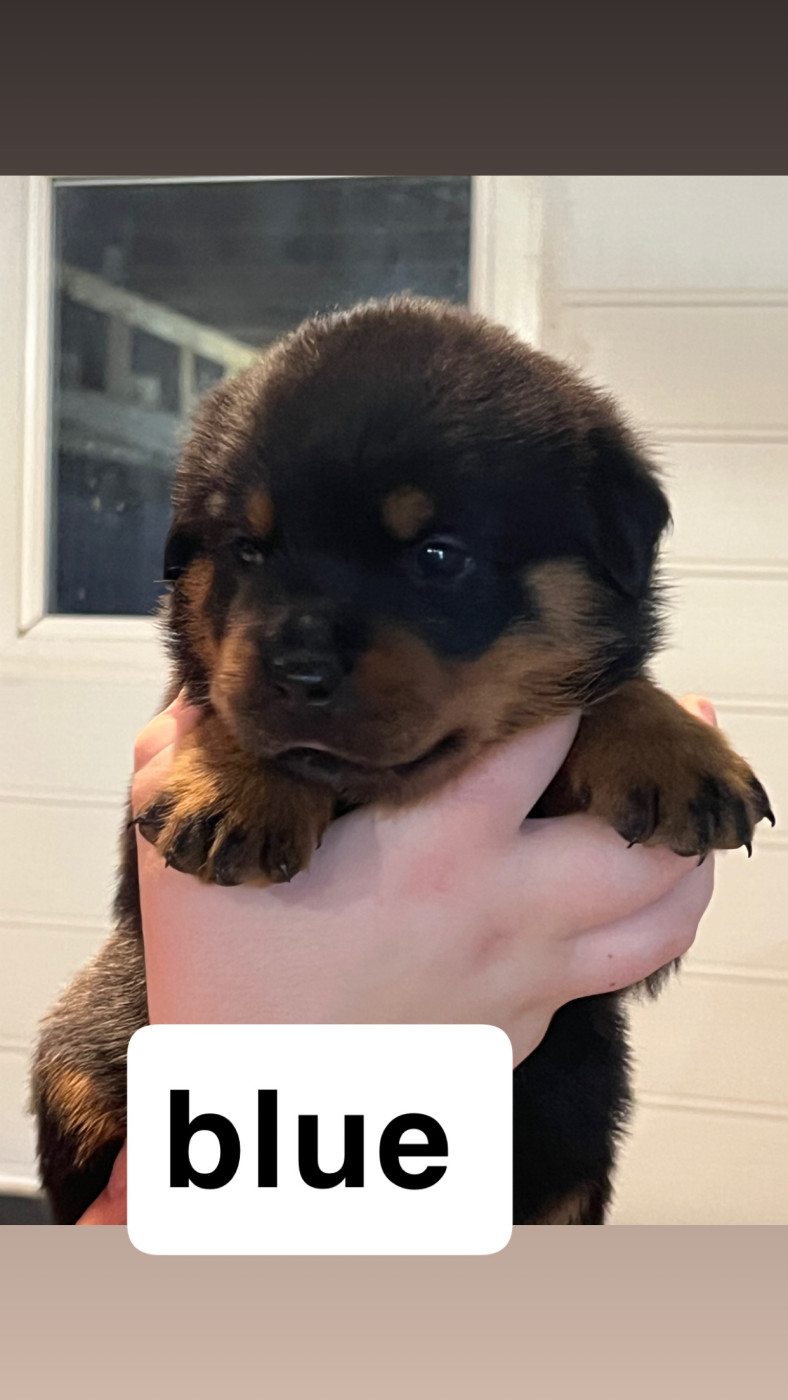 Du Domaine De Saint Vallier - Chiots disponibles - Rottweiler