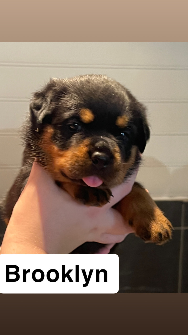 Du Domaine De Saint Vallier - Chiots disponibles - Rottweiler