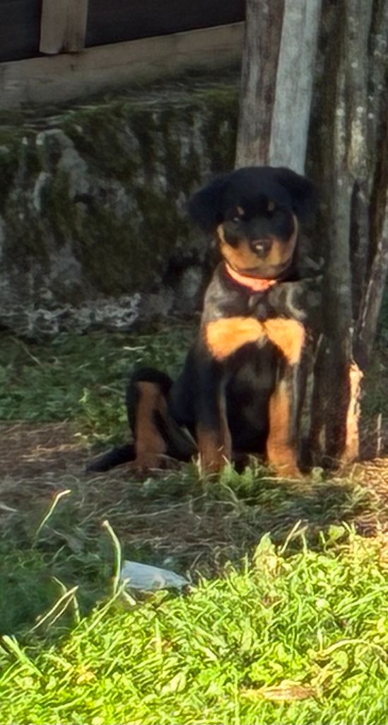 Du Domaine De Saint Vallier - Chiots disponibles - Rottweiler