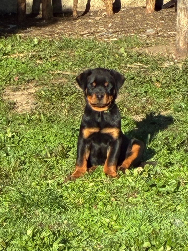 Du Domaine De Saint Vallier - Chiots disponibles - Rottweiler
