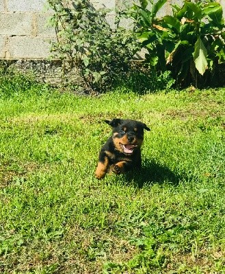 SIMBA