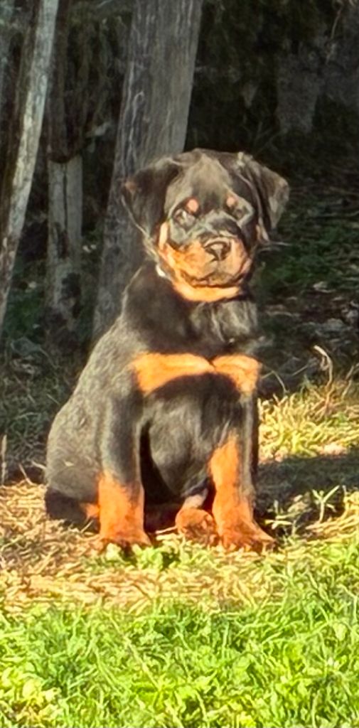 Du Domaine De Saint Vallier - Chiots disponibles - Rottweiler